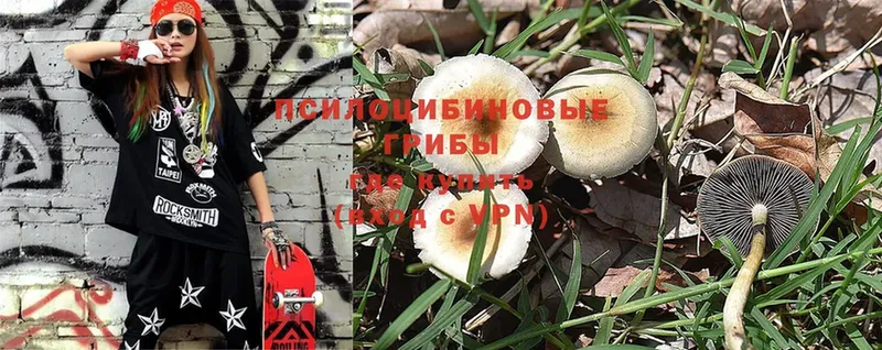 Псилоцибиновые грибы Psilocybine cubensis  Конаково 